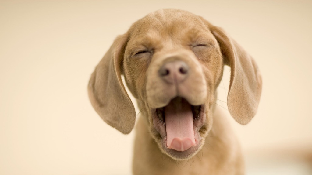 How To Keep Quiet When Your Dog Barks
