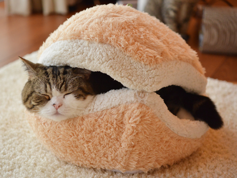 Train Your Cat To Love That Cat Bed