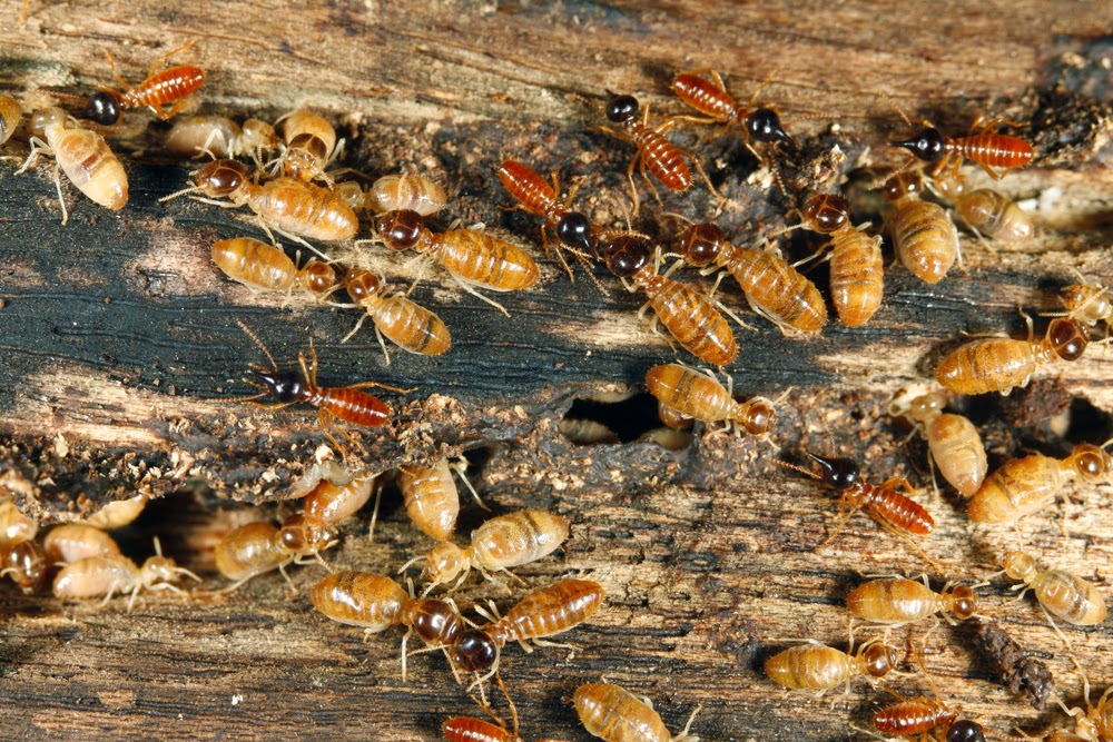 How To Get Rid Of Termites