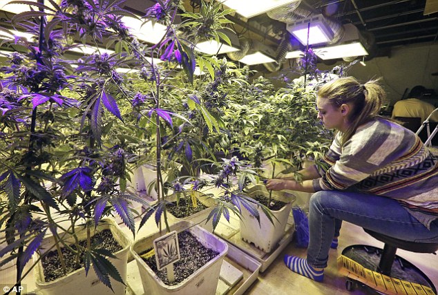 Growing Weed Indoors With Assistance From This Specialist Is A Sheer Delight