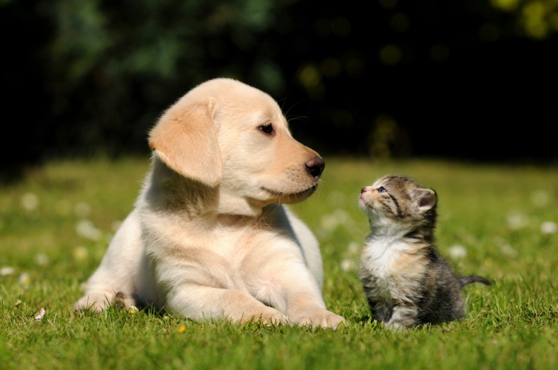 Things To Know Before Choosing A Pet Sitting Service