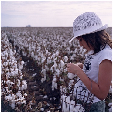 The Myth That Almost Took Down The Cotton Industry