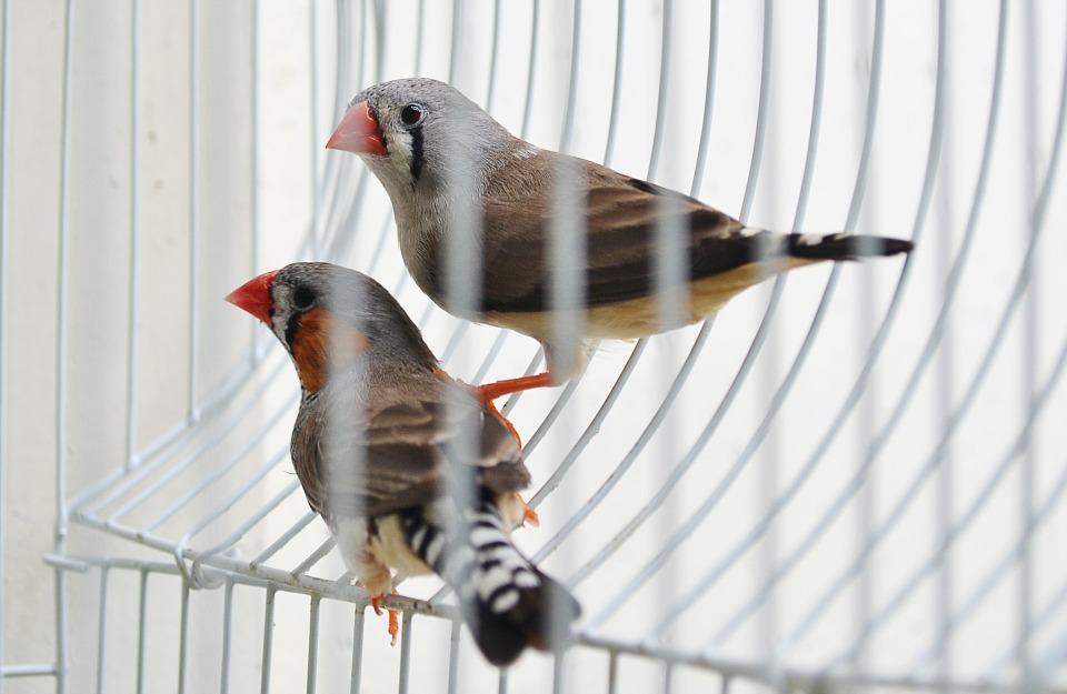 Tips For Tour Finch Bird Cages