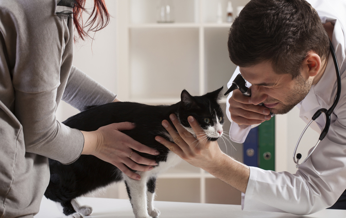 Signs You Should Take Your Cat To The Vet Immediately 