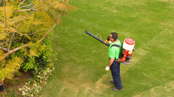 Various Important Steps For Eradication Of Pests From Your Place