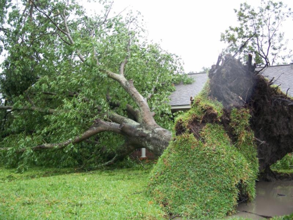 A Legal Perspective On Neighbors And Disputes About Tree Damage_600x450