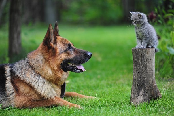 Pet Insurance: Ensuring The Safety Of Your Best Friend