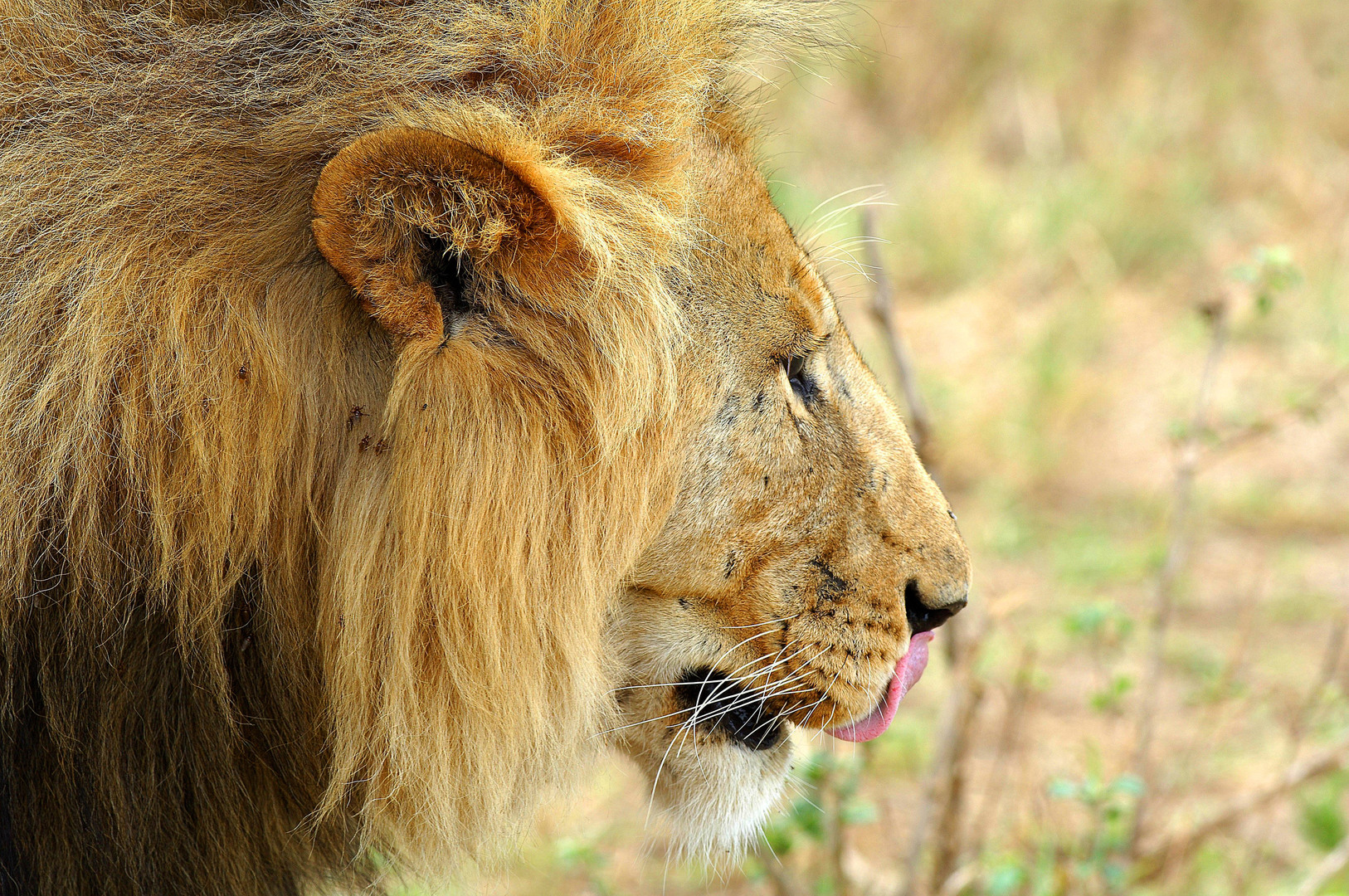 Wildlife and Wilderness in South Africa