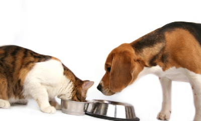 Deciding How to Best Feed Your Pet