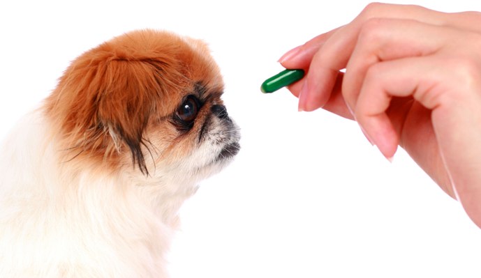Helpful Tips On How To Buy Pet Meds