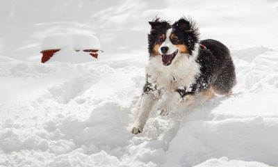 Winter Tips for Pets in Cold Weather-Because We Care