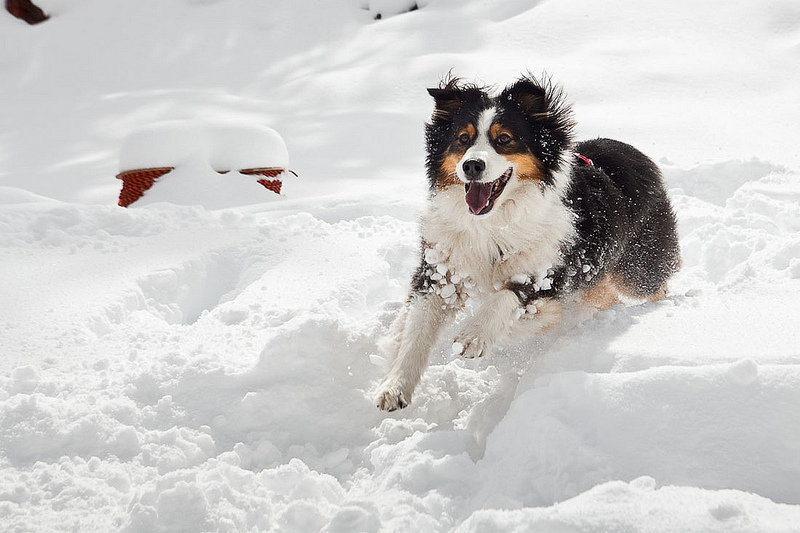 Winter Tips for Pets in Cold Weather-Because We Care