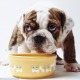 4 Keys To Choose The Best Food For Your Dog or Cat