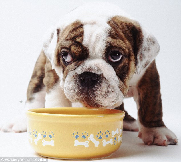 4 Keys To Choose The Best Food For Your Dog or Cat