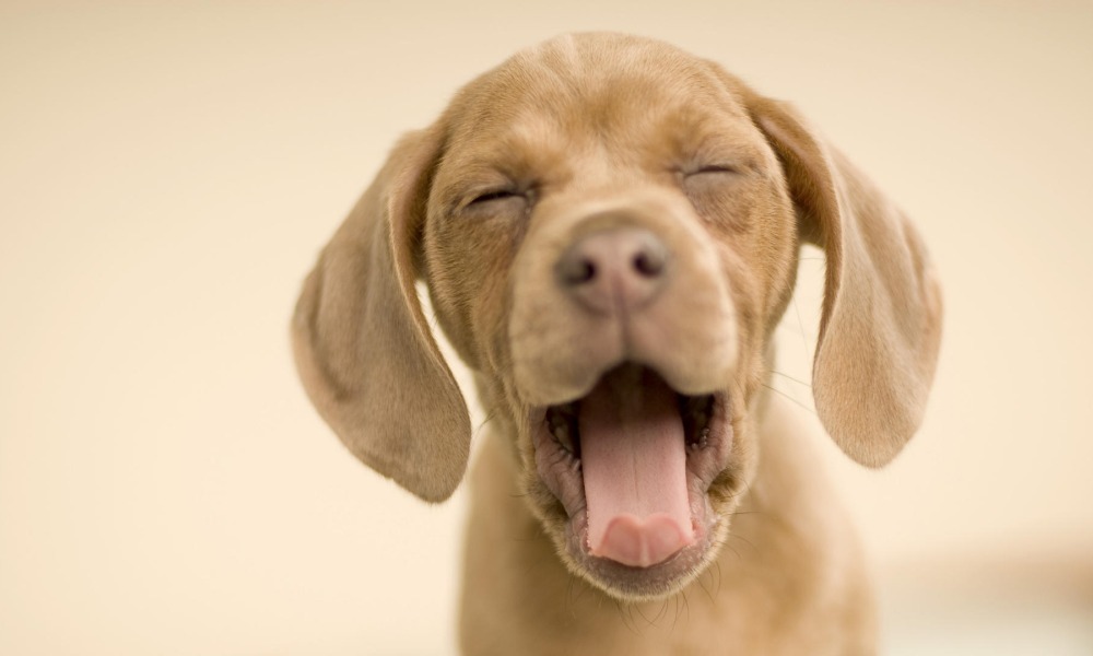 How To Keep Quiet When Your Dog Barks