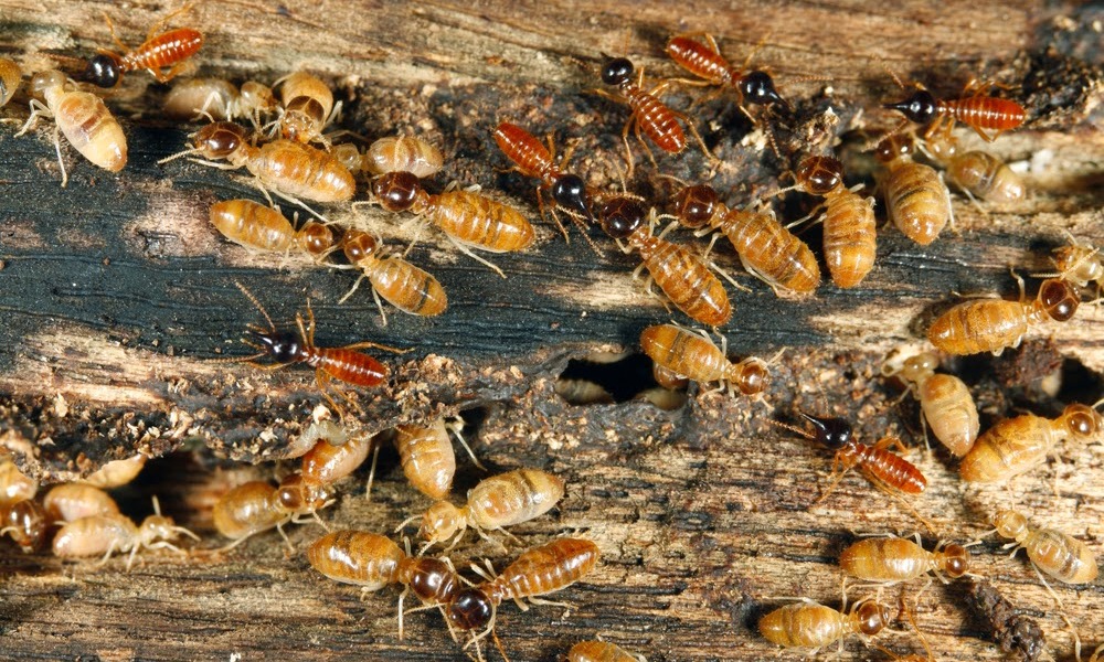 How To Get Rid Of Termites