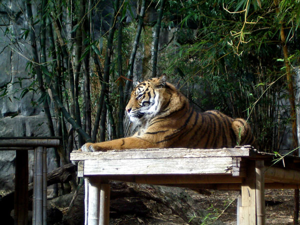 tiger Taronga Zoo