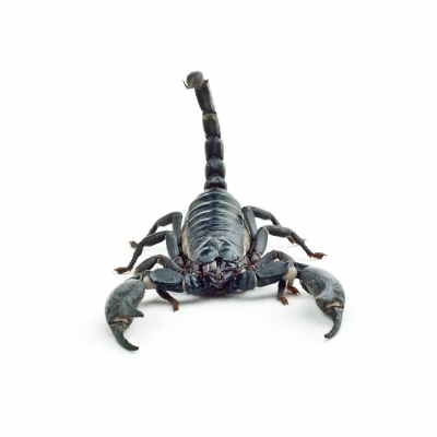 How To Eliminate Scorpions From Your Home