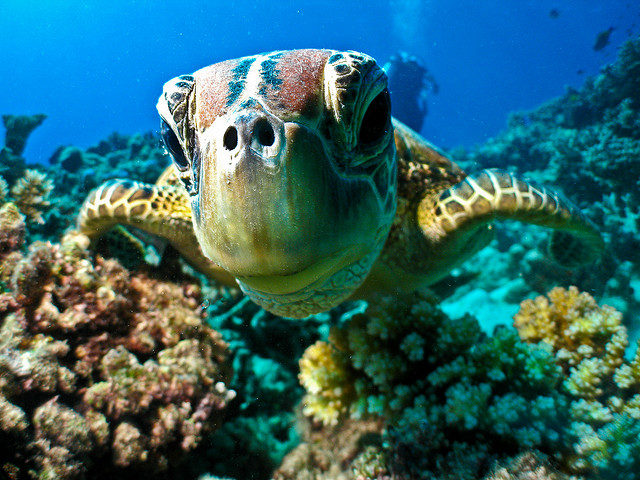 Diving Around Austraila