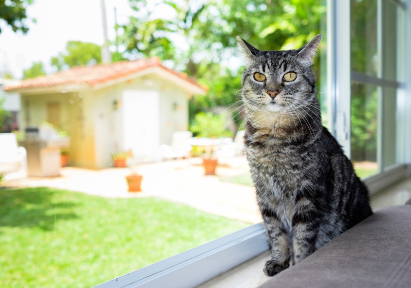 9 Tips On Choosing The Best Cat Boarding Facility For Your Pet