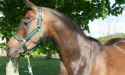 Your Arabian Horse Buyer’s Checklist