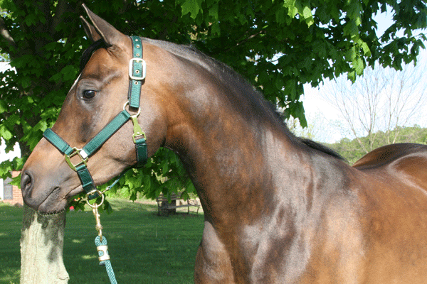 Your Arabian Horse Buyer’s Checklist