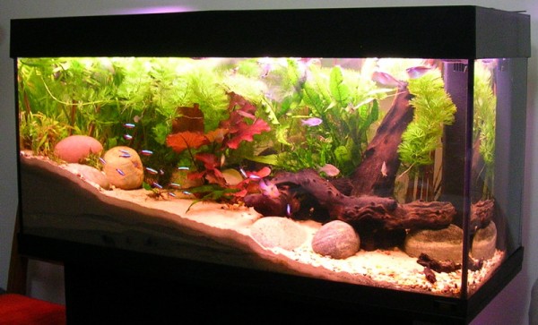 Home Aquarium Resources – The Simple Tips That Make All The Difference