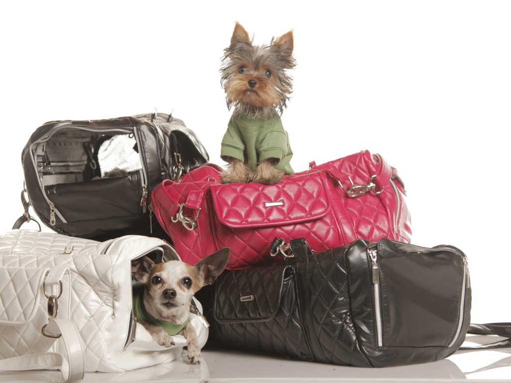 5 Ways To Make Travel Safer For You and Your Pet