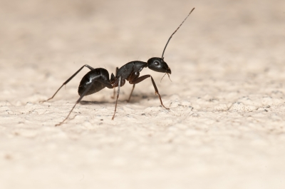 5 Tips For Controlling Pests