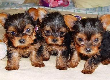 5 Points To Consider Before You Adopt Terrier Breeders