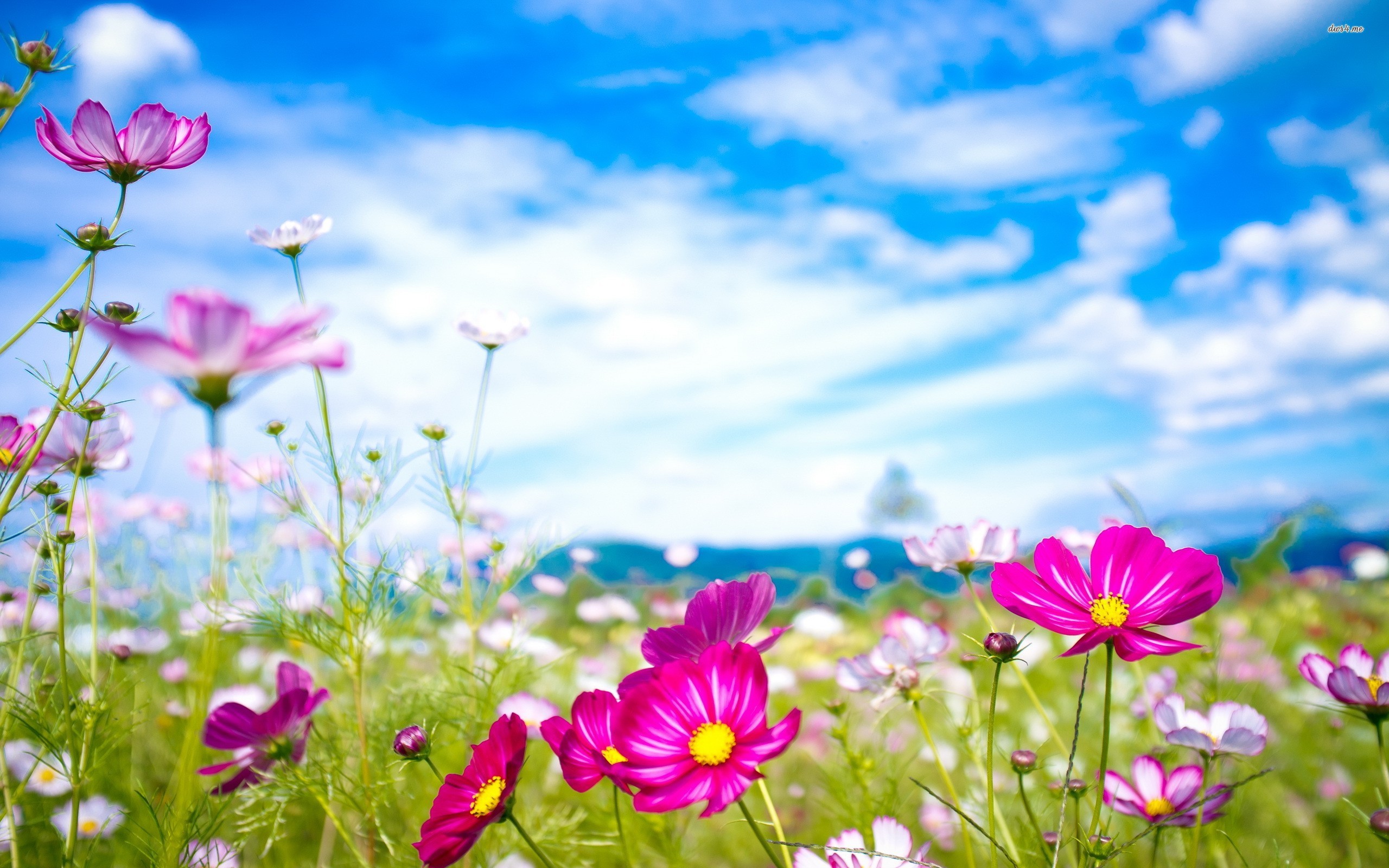 21568-colorful-cosmos-flowers-2560×1600-flower-wallpaper