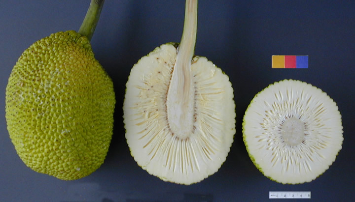 Top 6 Health Benefits Of Breadfruit