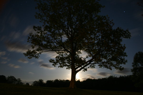 nighttime_tree_by_seanjhalpin