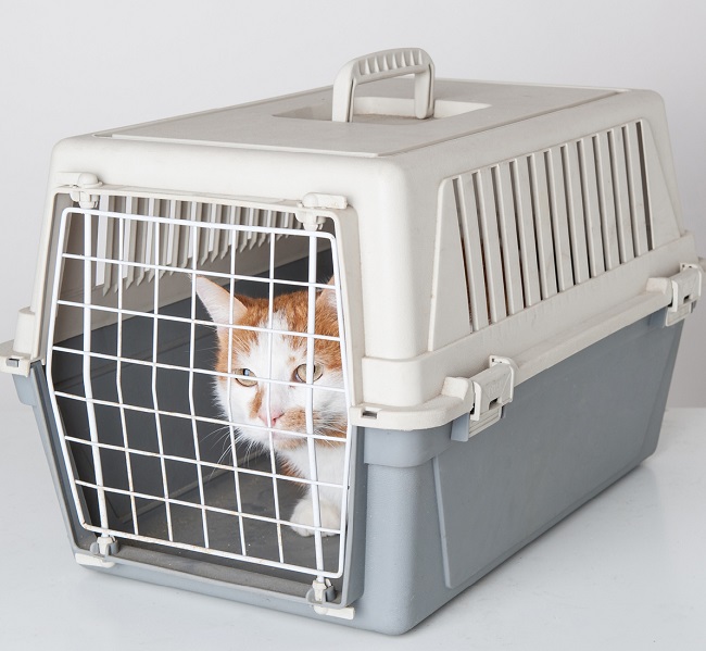 Red and white cat inside plastic cage on white background.