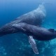 Humpback Whales vs. Blue Whales