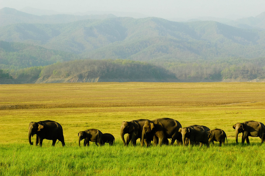 Visit One Of The Best National Parks Of India- Jim Corbett