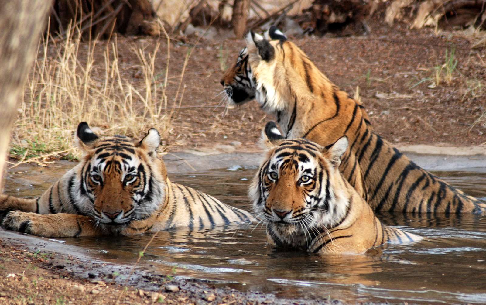 Jim Corbett National Park