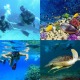 diving-snorkeling
