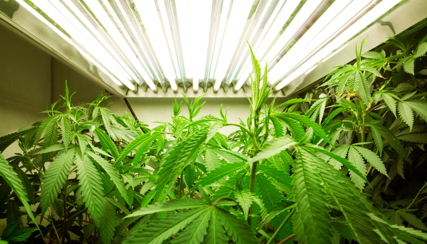 how-to-grow-marijuana