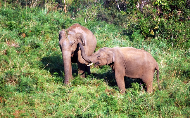 gavi-forest-kerala