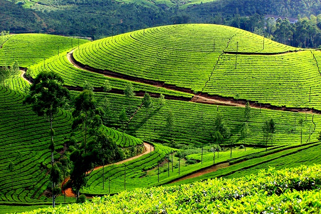 munnar-tea-plantation