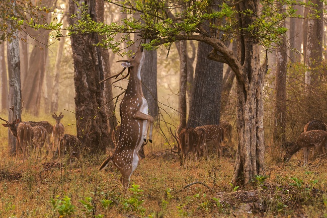 nagarhole-national-park