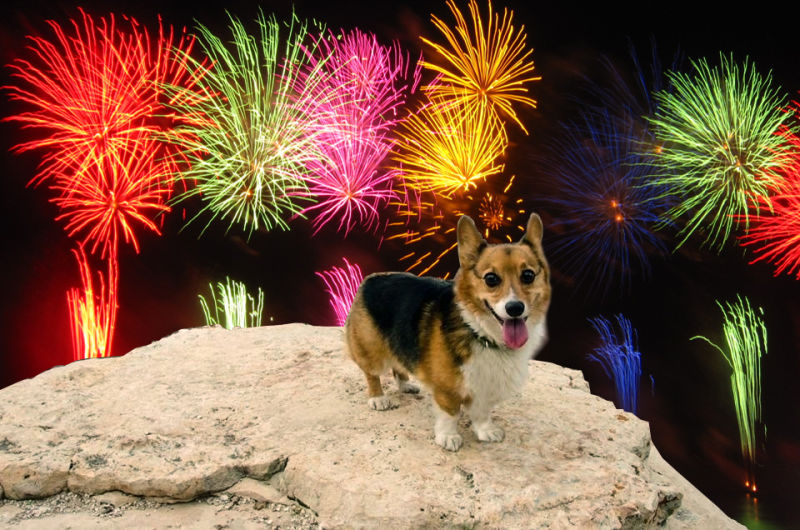 Take The Fear Out Of Fireworks For Your Pets 