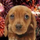 Take The Fear Out Of Fireworks For Your Pets