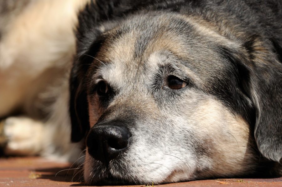 What to Consider as your Pet is Approaching the End of its Life