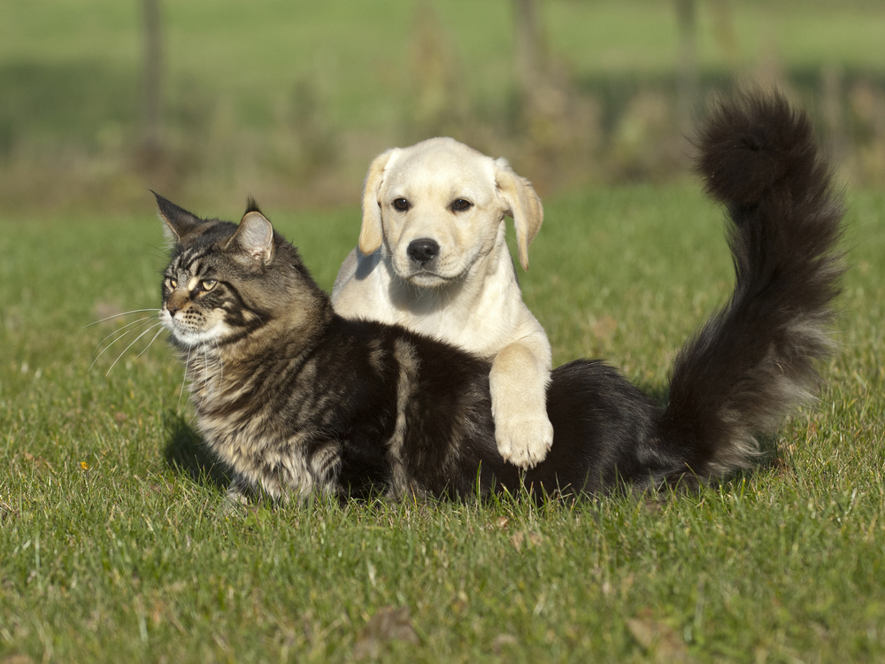 4 Ways to Help Your New Puppy and Adult Cat Bond