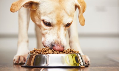 Tips For Choosing Dry Dog Food