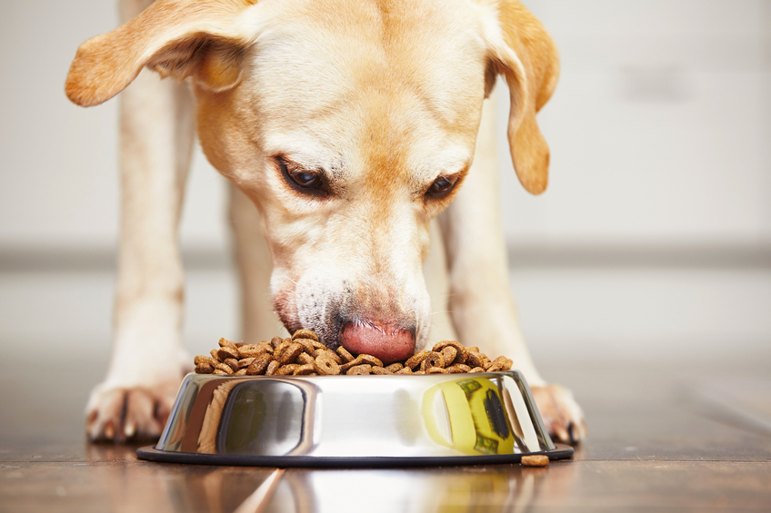 Tips For Choosing Dry Dog Food