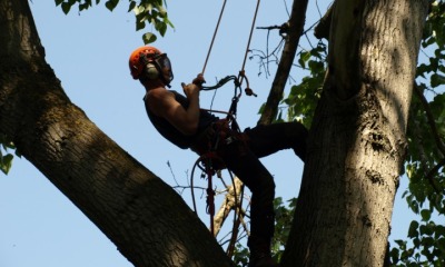 Reasons For The Popularity Of Tree Surgeons In Ruislip