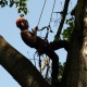 Reasons For The Popularity Of Tree Surgeons In Ruislip